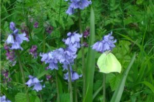 University Award Scheme – Hybridisation of Bluebells