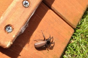 Tube web spider