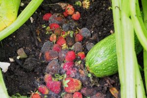 Strawberry theft by small animal