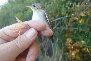 Another ringing session at Ashleworth Ham on 1 August
