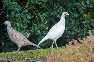 White Pheasant