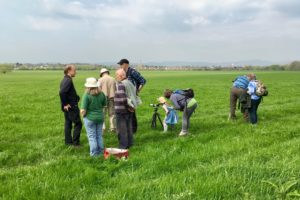 World Curlew Day at Upton and elsewhere