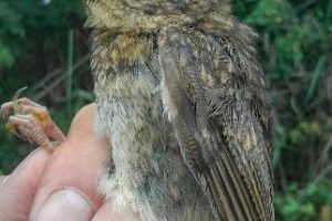 Ashleworth Ham CES Visits 5,6,7,8,9, 2018