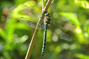 Colour variation in the Southern Hawker Dragonfly