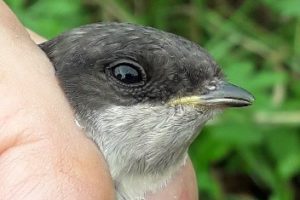 Ashleworth Ham CES Visit 10, 2018