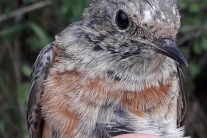 Ashleworth Ham CES Visit 12, 2018