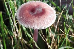 Micro Eden in Gloucestershire