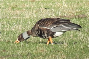 A Visitor from Greenland at Upham Meadow