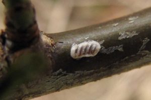 Identification please – object on twig with five lines