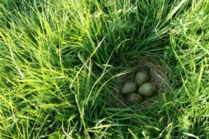 The GNS ‘Curlew Meadows’ project