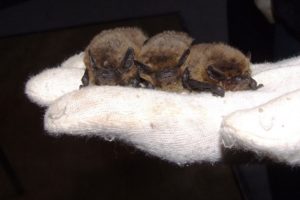 Discovering Bats Day at John Moore Museum, 26 October 2019
