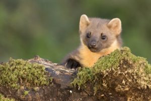 Talk on Carnivores at John Moore Museum, 23 November 2019