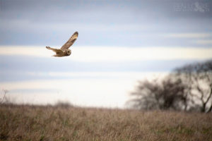 Winter Bird Survey cancelled