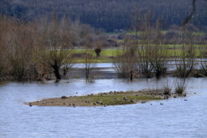 Ashleworth Ham CES visit 1 – 03/05/2018