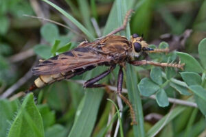 Introducing Gloucestershire’s Robberflies