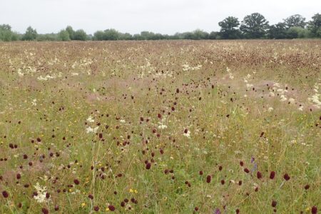 Meadow Sweet and Great Burnet