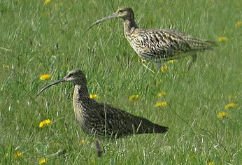 Curlews - a talk by Mike Smart