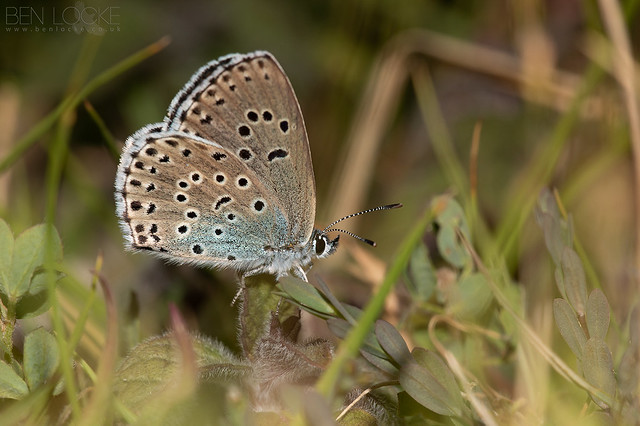 The “Insect Apocalypse” - Fact and fiction