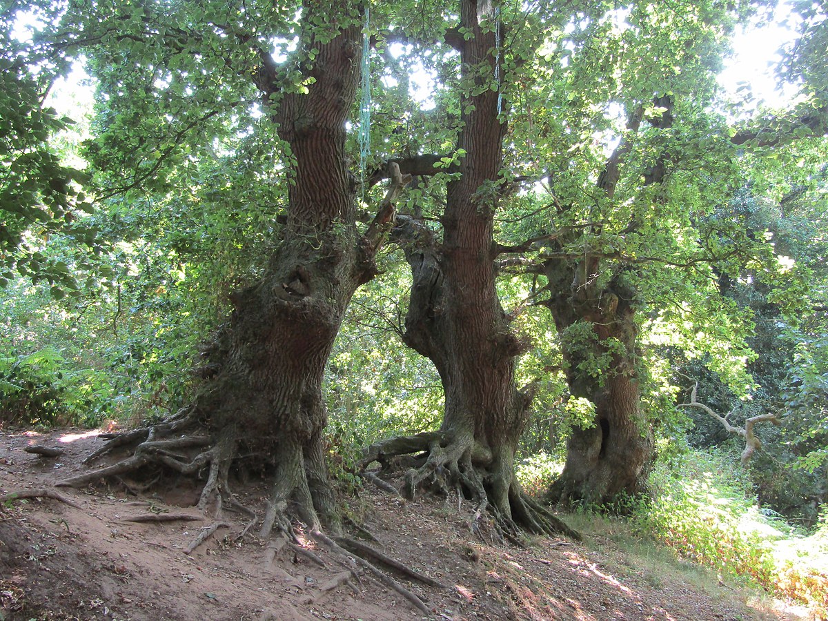 Ancient Trees