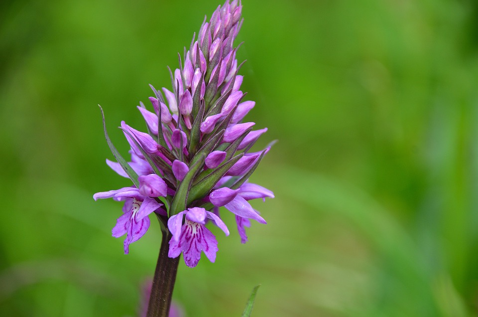 51 species of Native orchids in a year in Britain