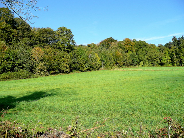 Froe Wood, part of Ley Park Wood, Blaisdon