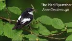 Pied Flycatchers - a talk by Professor Anne Goodenough
