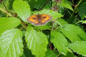 Invitation from Butterfly Conservation