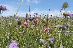 Upcoming field meetings