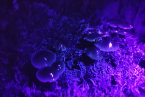 Sherborne Water Meadows, 7th November 2025