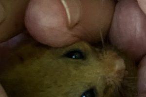 Dormice benefit from GNS funding