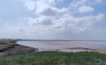 Estuarine waders
