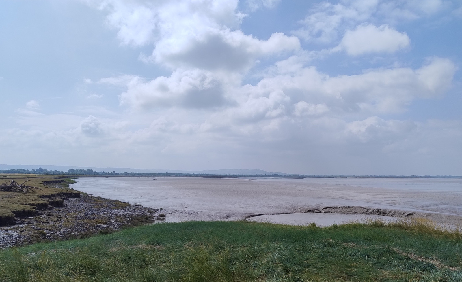 Estuarine waders