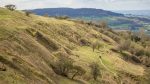 Botany of Crickley Hill